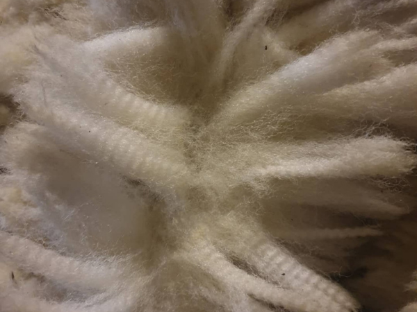 Cheviot's amazing fleece great for spinning